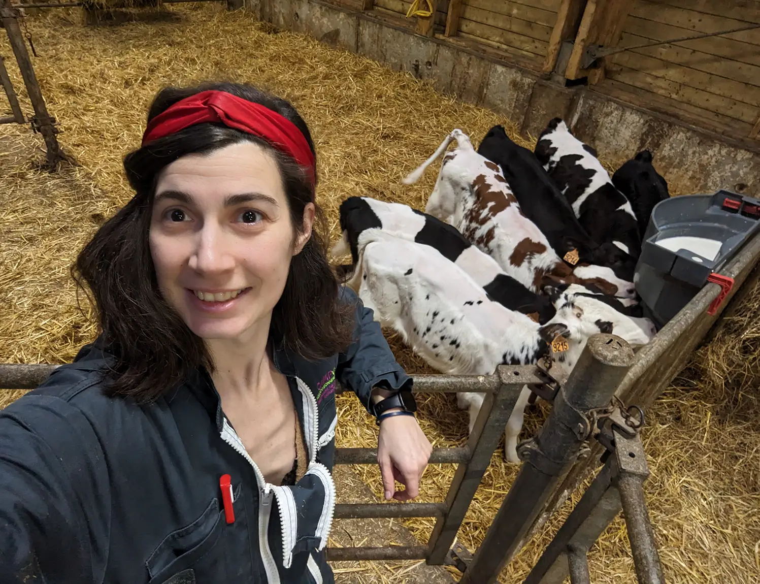 photo de clémentine dans une étable pour tester métier d'agriculteur éleveur de bovins